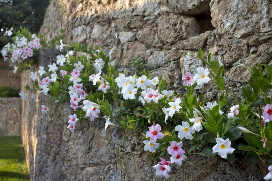 la gigia pietrasanta 042