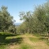 Azienda Agricola Costa al Bagno, Montopoli-30