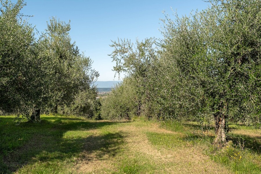 Azienda Agricola Costa al Bagno, Montopoli-30