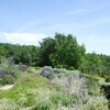 Ein Kräutergarten steht allen Gästen der Villa Le Porciglia zur freien Nutzung zur Verfügung
