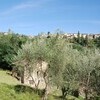 Ferienhaus Magrini inmitten der Olivenbäume bei Lucca in der Toskana