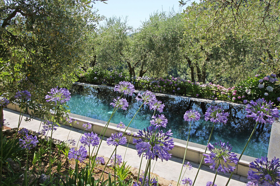 Pool of Villa Macennere in Tuscany surrounded by olive trees