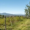 Azienda Agricola Costa al Bagno, Montopoli-31
