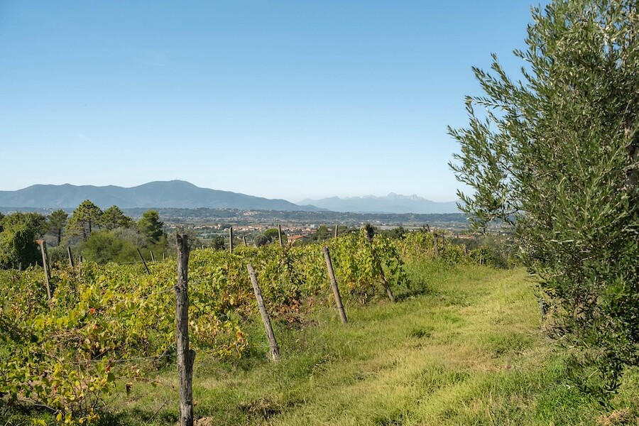 Azienda Agricola Costa al Bagno, Montopoli-31