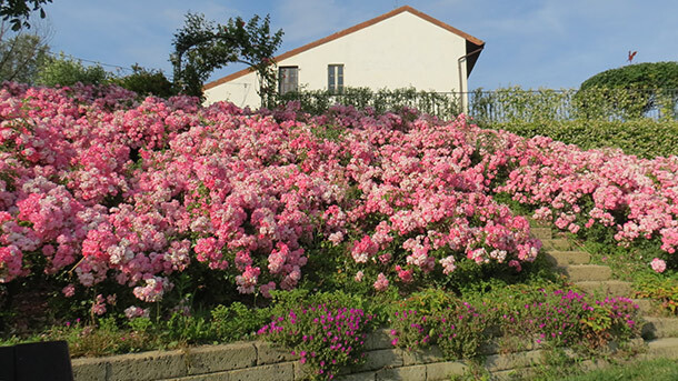 CascinaBuonaseraH